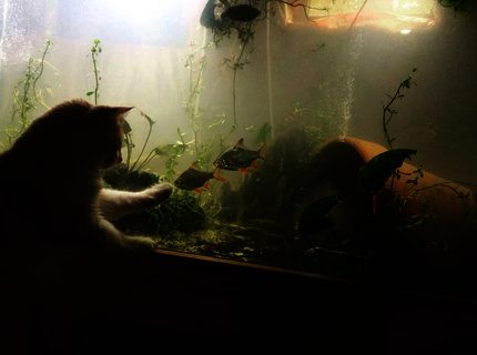 220 gallons planted tank (mostly live plants and fish) - cat want a taste of the south asian fishiies 220 gallons planted tank (mostly live plants and fish) - cat want a taste of the south asian fishiies