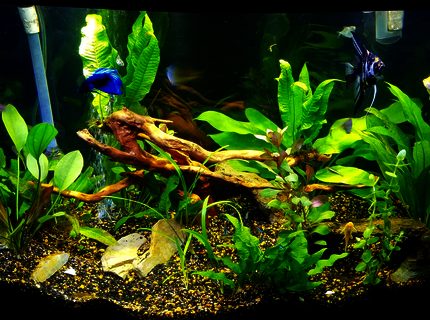 46 gallons planted tank (mostly live plants and fish) - 46 bowfront planted tank 46 gallons planted tank (mostly live plants and fish) - 46 bowfront planted tank
