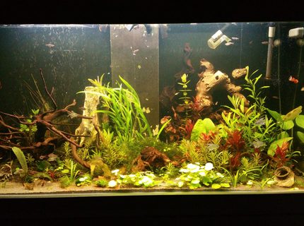 13 gallons planted tank (mostly live plants and fish) - New project 13 gallons planted tank (mostly live plants and fish) - New project