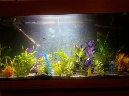 40 gallons planted tank (mostly live plants and fish) - My new project and hobby. Eventually will be all grass and colurful with more live plants. 40 gallons planted tank (mostly live plants and fish) - My new project and hobby. Eventually will be all grass and colurful with more live plants.