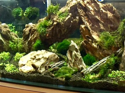 150 gallons planted tank (mostly live plants and fish) - first aquascape. Dragon stone, weeping and flame moss. Planning on adding shrimp. 150 gallons planted tank (mostly live plants and fish) - first aquascape. Dragon stone, weeping and flame moss. Planning on adding shrimp.