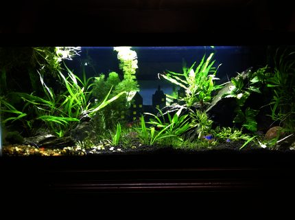 20 gallons planted tank (mostly live plants and fish) - 20 Long "Fish City" 20 gallons planted tank (mostly live plants and fish) - 20 Long "Fish City"