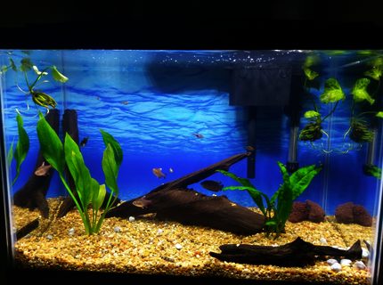 20 gallons planted tank (mostly live plants and fish) - Driftwood, live plants and 3 white tipped rosy tetras, 2 green 1 albino together barbs, 4 harlequin rasboras, yoyo loach, dwarf gourami, 2 ghost shrimp. 20 gallons planted tank (mostly live plants and fish) - Driftwood, live plants and 3 white tipped rosy tetras, 2 green 1 albino together barbs, 4 harlequin rasboras, yoyo loach, dwarf gourami, 2 ghost shrimp.