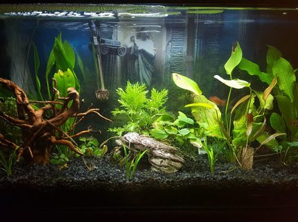 30 gallons planted tank (mostly live plants and fish) - 30 gal Freshwater planted tank, a few Serpae tetra, and one common pleco. I will be adding more fish to the tank, just haven't decided what to add at this time. I'm using an Aquaclear 30 Filtration system as well as an air stone bubbler.
I also have some plant life in the tank, but I'm also adding to this feature of my tank. 30 gallons planted tank (mostly live plants and fish) - 30 gal Freshwater planted tank, a few Serpae tetra, and one common pleco. I will be adding more fish to the tank, just haven't decided what to add at this time. I'm using an Aquaclear 30 Filtration system as well as an air stone bubbler.
I also have some plant life in the tank, but I'm also adding to this feature of my tank.