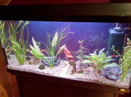 25 gallons planted tank (mostly live plants and fish) - My new setup which im just taking one step at a time i am beginning by adding more and more plants,rocks and wood and the livestock will mainly consist of neon tetras and cherry shrimp. 25 gallons planted tank (mostly live plants and fish) - My new setup which im just taking one step at a time i am beginning by adding more and more plants,rocks and wood and the livestock will mainly consist of neon tetras and cherry shrimp.
