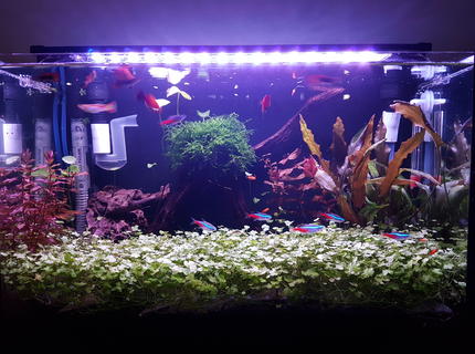 10 gallons planted tank (mostly live plants and fish) - Super. 10 gallons planted tank (mostly live plants and fish) - Super.