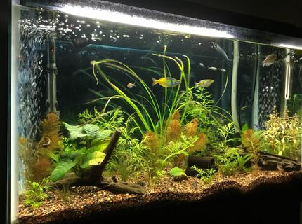 29 gallons planted tank (mostly live plants and fish) - My tank that we have been working on for two years and still feel new to the hobby. Goal is to have a planted tank that looks like a real (at least to a human) habitat. All tips, suggestions are welcomed! 29 gallons planted tank (mostly live plants and fish) - My tank that we have been working on for two years and still feel new to the hobby. Goal is to have a planted tank that looks like a real (at least to a human) habitat. All tips, suggestions are welcomed!