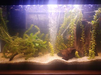 25 gallons planted tank (mostly live plants and fish) - My peaceful small community planted fish tank 25 gallons planted tank (mostly live plants and fish) - My peaceful small community planted fish tank