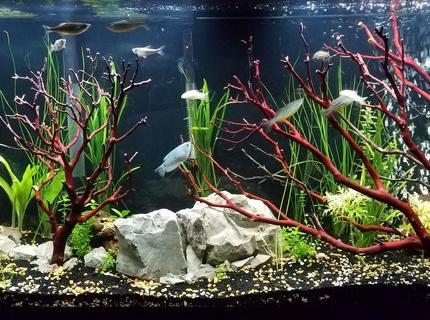 55 gallons planted tank (mostly live plants and fish) - This is a new image of the tank. 55 gallons planted tank (mostly live plants and fish) - This is a new image of the tank.
