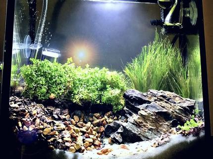 1 gallon planted tank (mostly live plants and fish) - 1 gallon 1 gallon planted tank (mostly live plants and fish) - 1 gallon