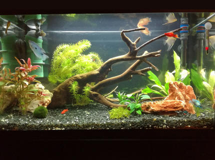 34 gallons planted tank (mostly live plants and fish) - My update of 34 gallon aquarium 34 gallons planted tank (mostly live plants and fish) - My update of 34 gallon aquarium