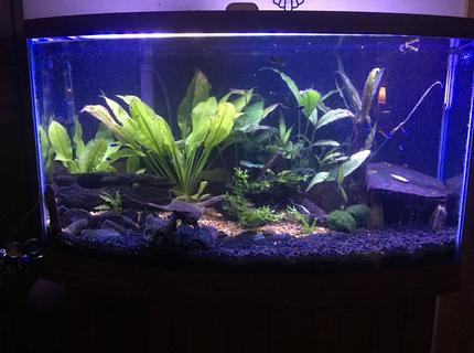 47 gallons planted tank (mostly live plants and fish) - Forgotten Drive. My first tank. 47 gallons planted tank (mostly live plants and fish) - Forgotten Drive. My first tank.