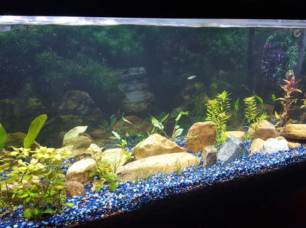 55 gallons planted tank (mostly live plants and fish) - 1st 4 weeks of restarting aquarium. 55 gallons planted tank (mostly live plants and fish) - 1st 4 weeks of restarting aquarium.