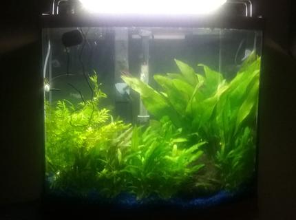 29 gallons planted tank (mostly live plants and fish) - My tank 29 gallons planted tank (mostly live plants and fish) - My tank