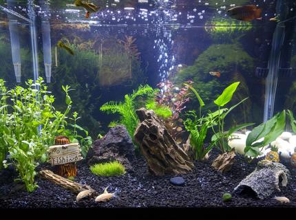 20 gallons planted tank (mostly live plants and fish) - 20G Tall - Gourami/Guppies/Cories 20 gallons planted tank (mostly live plants and fish) - 20G Tall - Gourami/Guppies/Cories
