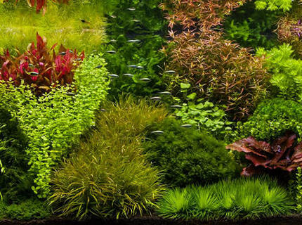 Rated #4: 40 Gallons Planted Tank - The only type of street i like is a dutch Rated #4: 40 Gallons Planted Tank - The only type of street i like is a dutch