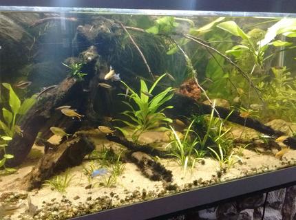 50 gallons planted tank (mostly live plants and fish) - My piece of river 50 gallons planted tank (mostly live plants and fish) - My piece of river
