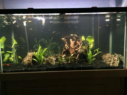 90 gallons planted tank (mostly live plants and fish) - Before the my green carpet comes in 90 gallons planted tank (mostly live plants and fish) - Before the my green carpet comes in