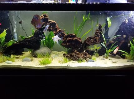 75 gallons planted tank (mostly live plants and fish) - My first ever planted tank :) 75 gallons planted tank (mostly live plants and fish) - My first ever planted tank :)