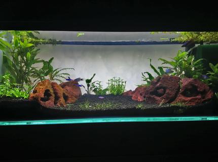 15 gallons planted tank (mostly live plants and fish) - First planted tank set up 15 gallons planted tank (mostly live plants and fish) - First planted tank set up