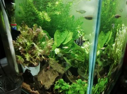 30 gallons planted tank (mostly live plants and fish) - Planted cube 30 gallons planted tank (mostly live plants and fish) - Planted cube