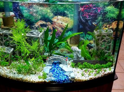 36 gallons planted tank (mostly live plants and fish) - First tank
36G bowfront 36 gallons planted tank (mostly live plants and fish) - First tank
36G bowfront