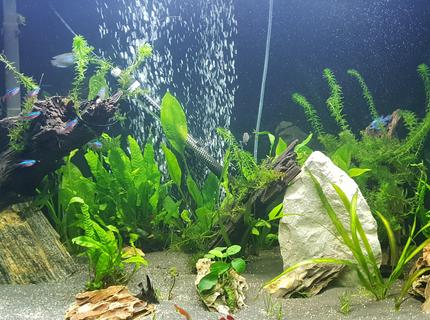 90 gallons planted tank (mostly live plants and fish) - 1st pic 90 gallons planted tank (mostly live plants and fish) - 1st pic