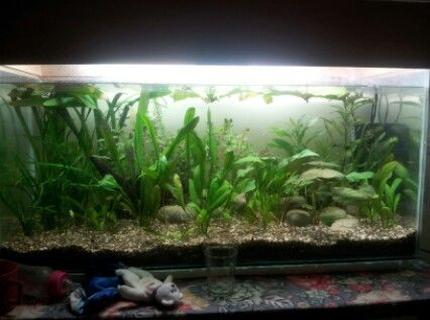 27 gallons planted tank (mostly live plants and fish) - my tank with some plants and fishes 27 gallons planted tank (mostly live plants and fish) - my tank with some plants and fishes