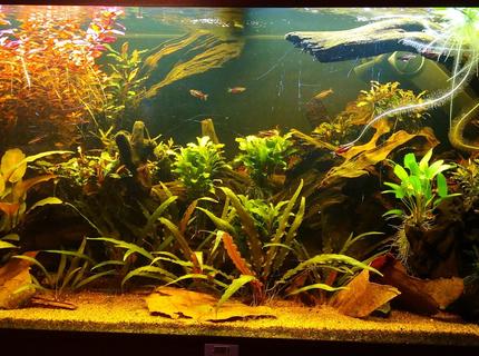 47 gallons planted tank (mostly live plants and fish) - Front 47 gallons planted tank (mostly live plants and fish) - Front