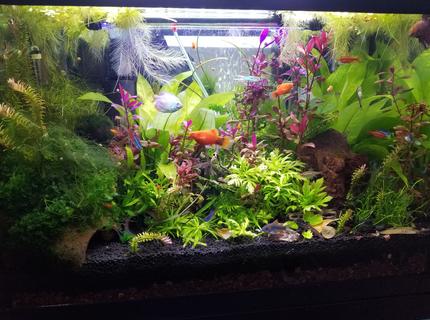 20 gallons planted tank (mostly live plants and fish) - My 20 gallon tank! No Co2, light fertilizers, medium light. 5 months old. Heavily stocked with fish and inverts and has a high amount of filtration. 20 gallons planted tank (mostly live plants and fish) - My 20 gallon tank! No Co2, light fertilizers, medium light. 5 months old. Heavily stocked with fish and inverts and has a high amount of filtration.