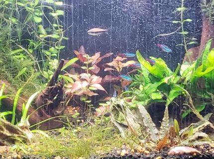 29 gallons planted tank (mostly live plants and fish) - 29 gallon 29 gallons planted tank (mostly live plants and fish) - 29 gallon