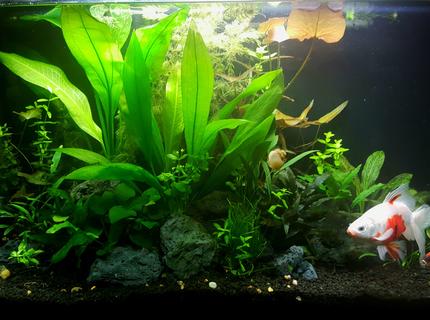 29 gallons planted tank (mostly live plants and fish) - 4 Months 29 gallons planted tank (mostly live plants and fish) - 4 Months