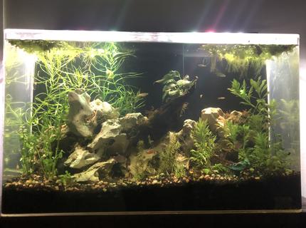 65 gallons planted tank (mostly live plants and fish) - Freshwater community 65 gallons planted tank (mostly live plants and fish) - Freshwater community