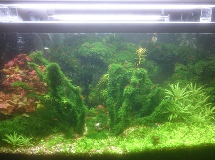 25 gallons planted tank (mostly live plants and fish) - shrimp tank 25 gallons planted tank (mostly live plants and fish) - shrimp tank