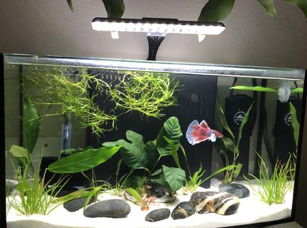 60 gallons planted tank (mostly live plants and fish) - Pink Floyd 60 gallons planted tank (mostly live plants and fish) - Pink Floyd