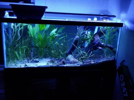Rated #4: 46 Gallons Planted Tank - My 75 gallon catfish aquarium Rated #4: 46 Gallons Planted Tank - My 75 gallon catfish aquarium