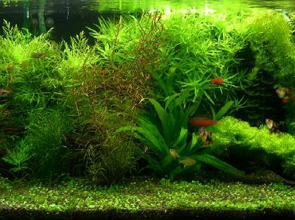 Rated #5: 40 Gallons Planted Tank - aquabase substrate top up with fine black river stone.
2 x 30W + 2 x 35w floresent arcadia tubes
900/ltr canister filter x 1, Eheim 2213 x 1
2 x Hagen c02 diffuser (with DIY yeast mix)
plant: water wisteria, Stargrass, pennywoth, Indian fern, Riccia on driftwood, amazon sword and Rotala. Glosso
fish stock: 6 tiger barb, 5 Harequin, 5 Lemon Tetra, 2 flying fox, 5 Odessa Barb Rated #5: 40 Gallons Planted Tank - aquabase substrate top up with fine black river stone.
2 x 30W + 2 x 35w floresent arcadia tubes
900/ltr canister filter x 1, Eheim 2213 x 1
2 x Hagen c02 diffuser (with DIY yeast mix)
plant: water wisteria, Stargrass, pennywoth, Indian fern, Riccia on driftwood, amazon sword and Rotala. Glosso
fish stock: 6 tiger barb, 5 Harequin, 5 Lemon Tetra, 2 flying fox, 5 Odessa Barb