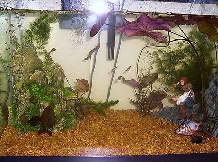 20 gallons planted tank (mostly live plants and fish) - This is my tank, one Calico Fantail, six Zebra Danios, and one Leopard Danio who got put in by mistake.
I also have alot of Lillies and some unknown bushy plant. 20 gallons planted tank (mostly live plants and fish) - This is my tank, one Calico Fantail, six Zebra Danios, and one Leopard Danio who got put in by mistake.
I also have alot of Lillies and some unknown bushy plant.