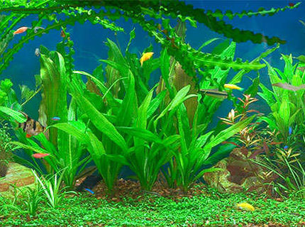 50 gallons planted tank (mostly live plants and fish) - 50 gallons planted community tank 50 gallons planted tank (mostly live plants and fish) - 50 gallons planted community tank