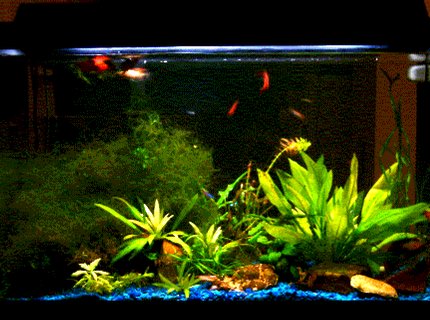 planted tank (mostly live plants and fish) - This isn't the best picture I took, but the available one at the moment.
My 29G tank is on the kitchen counter and becomes the divider between kitchen and the TV/living area so I have no background.
It's a bit tricky to 'landscape' them as I should be able to see the beauty from both sides.
Most of the plants (Java moss, java fern, amazon swords) have been there for months. I just added anubias nana, dwarf lily (not really shown in the picture) and also cork screws recently.
I hope you like them. Please rate me (above 5 please ;P, otherwise don't rate me :-)) planted tank (mostly live plants and fish) - This isn't the best picture I took, but the available one at the moment.
My 29G tank is on the kitchen counter and becomes the divider between kitchen and the TV/living area so I have no background.
It's a bit tricky to 'landscape' them as I should be able to see the beauty from both sides.
Most of the plants (Java moss, java fern, amazon swords) have been there for months. I just added anubias nana, dwarf lily (not really shown in the picture) and also cork screws recently.
I hope you like them. Please rate me (above 5 please ;P, otherwise don't rate me :-))