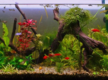 175 gallons planted tank (mostly live plants and fish) 175 gallons planted tank (mostly live plants and fish)