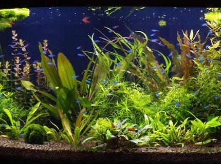 190 gallons planted tank (mostly live plants and fish) - aquarium 3 month old 190 gallons planted tank (mostly live plants and fish) - aquarium 3 month old