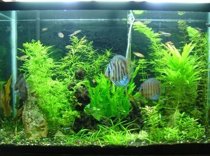 45 gallons planted tank (mostly live plants and fish) - 45gl planted tank. 45 gallons planted tank (mostly live plants and fish) - 45gl planted tank.