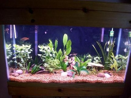 45 gallons planted tank (mostly live plants and fish) - 45 gal planted 45 gallons planted tank (mostly live plants and fish) - 45 gal planted