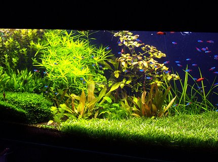 190 gallons planted tank (mostly live plants and fish) - update, 11 month after setup 190 gallons planted tank (mostly live plants and fish) - update, 11 month after setup