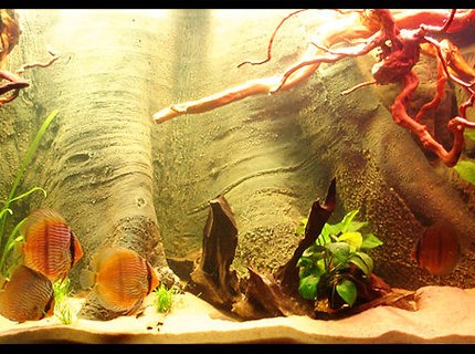 187 gallons planted tank (mostly live plants and fish) - 720L Heckel Symphysodon Discus Biotope. 187 gallons planted tank (mostly live plants and fish) - 720L Heckel Symphysodon Discus Biotope.