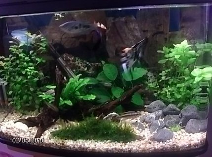 17 gallons planted tank (mostly live plants and fish) - . 17 gallons planted tank (mostly live plants and fish) - .