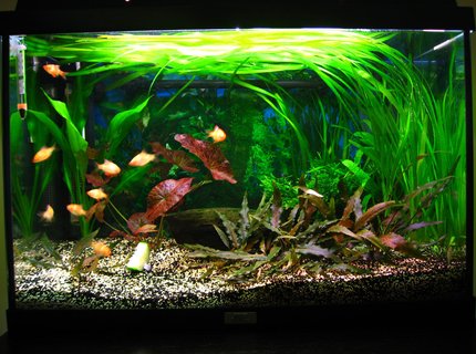 18 gallons planted tank (mostly live plants and fish) - About 1 year old tank.
Courgette is for food, not a plant :-D 18 gallons planted tank (mostly live plants and fish) - About 1 year old tank.
Courgette is for food, not a plant :-D
