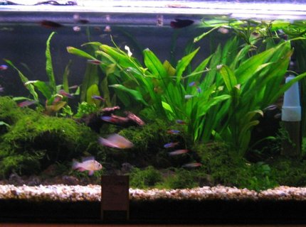 60 gallons planted tank (mostly live plants and fish) - new setup 60 gallons planted tank (mostly live plants and fish) - new setup