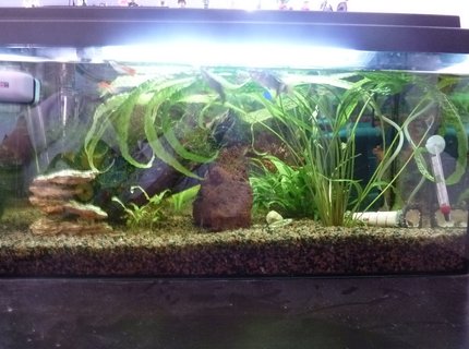 54 gallons planted tank (mostly live plants and fish) - 2tal cool picture of my fishtank 54 gallons planted tank (mostly live plants and fish) - 2tal cool picture of my fishtank